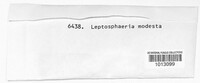 Leptosphaeria modesta image